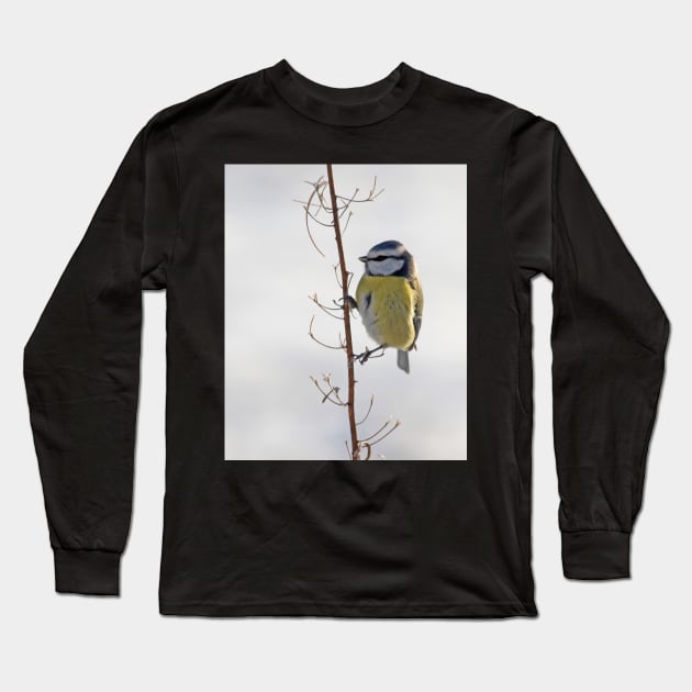 Blue Tit in winter Long Sleeve T-Shirt by orcadia